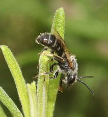Lasioglossum leucozonium