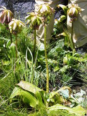 Eucomis bicolor