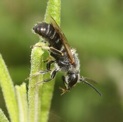Lasioglossum leucozonium