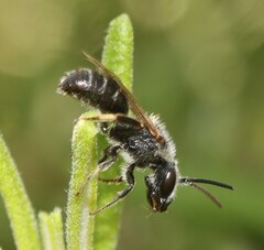 Lasioglossum leucozonium