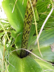 Eucomis bicolor