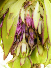 Eucomis bicolor