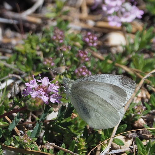 Mali planinski bijelac (Pieris ergane)