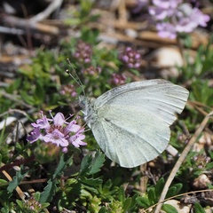 Pieris ergane