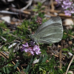 Pieris ergane