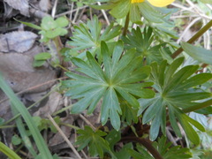 Eranthis hyemalis