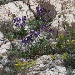 Iris pallida illyrica