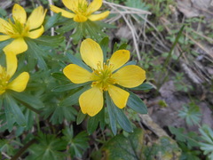 Eranthis hyemalis