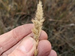 Muhlenbergia andina