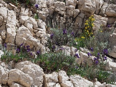 Iris pallida illyrica