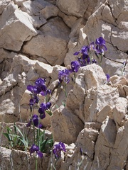 Iris pallida illyrica