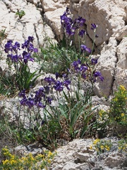 Iris pallida illyrica