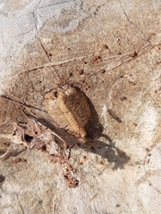 Schizomantodea