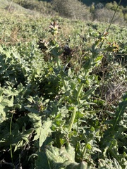 Cirsium fontinale obispoense