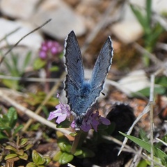 Pseudophilotes vicrama