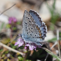 Pseudophilotes vicrama
