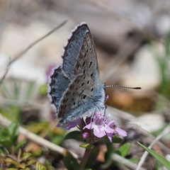 Pseudophilotes vicrama