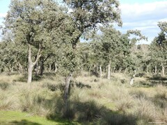 Celtica gigantea