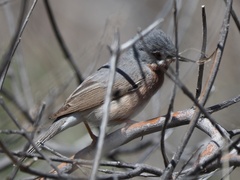 Curruca cantillans