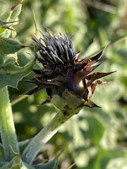 Cirsium fontinale obispoense