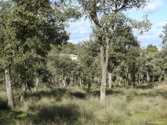 Celtica gigantea