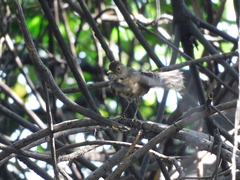 Turdus maculirostris