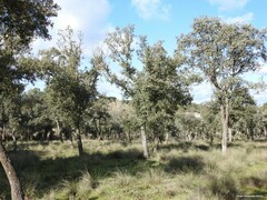Celtica gigantea