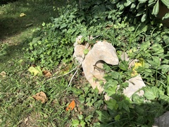 Podarcis siculus campestris