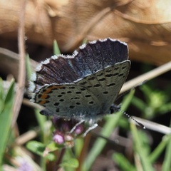 Pseudophilotes vicrama