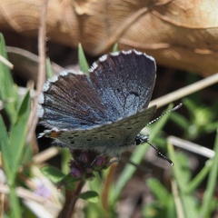 Pseudophilotes vicrama