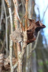Pemphigus spyrothecae
