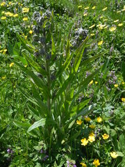 Solenanthus apenninus