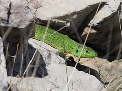 Lacerta trilineata