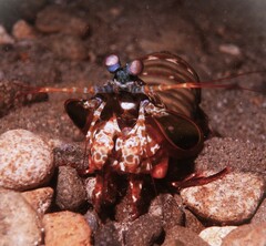 Odontodactylus scyllarus