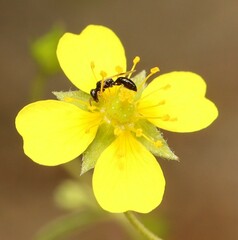 Spilomena