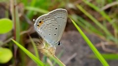 Euchrysops cnejus cnejus