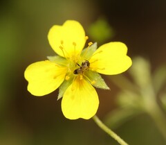 Spilomena