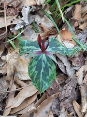 Trillium ludovicianum