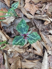 Trillium ludovicianum