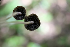 Panaeolus alcis