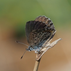 Pseudophilotes vicrama