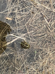 Pelophylax ridibundus