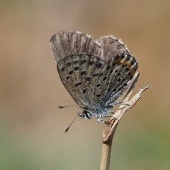 Pseudophilotes vicrama