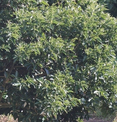Cinnamomum kotoense