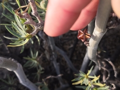 Ceropegia fusca