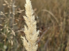 Muhlenbergia andina