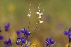 Utricularia caerulea