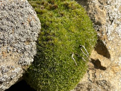 Pottiales
