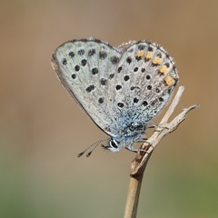 Pseudophilotes vicrama