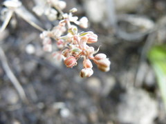 Psammotropha obtusa